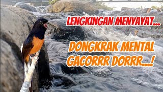 Lengkingan pengundang emosi, menggairahkan burung macet bunyi dan membikin gacor dorr