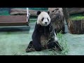 20200503 團團蘿蔔終入嘴 帥氣正坐撿菜尾(永懷團團之502) Giant Panda Tuan Tuan