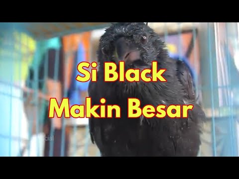 Video: Cara Menjinakkan Burung Gagak