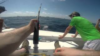 Mike Helszajn Catching An Amberjack Aboard Out Of The Blue 13Th April 2016