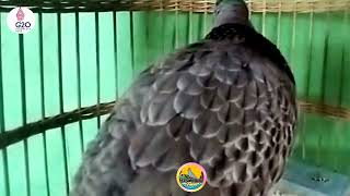 Download Lagu tekukur derkuku kuk 3 asli suara jernih dan berirama cocok untuk perangsang burung macet bunyi MP3