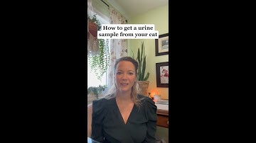 How to collect a cat urine sample for the vet