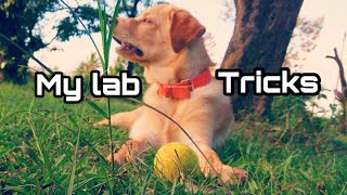 7 months old Labrador retriever tricks /Labrador retriever Dog training in KANNADA