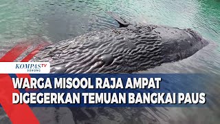 Viral! Hiu Paus Raksasa Terdampar di Perairan Misool Raja Ampat