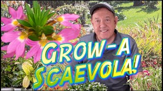 Ask Mr. Greenthumb Gardening Segments with Stan DeFreitas:  Grow-A Scaevola!
