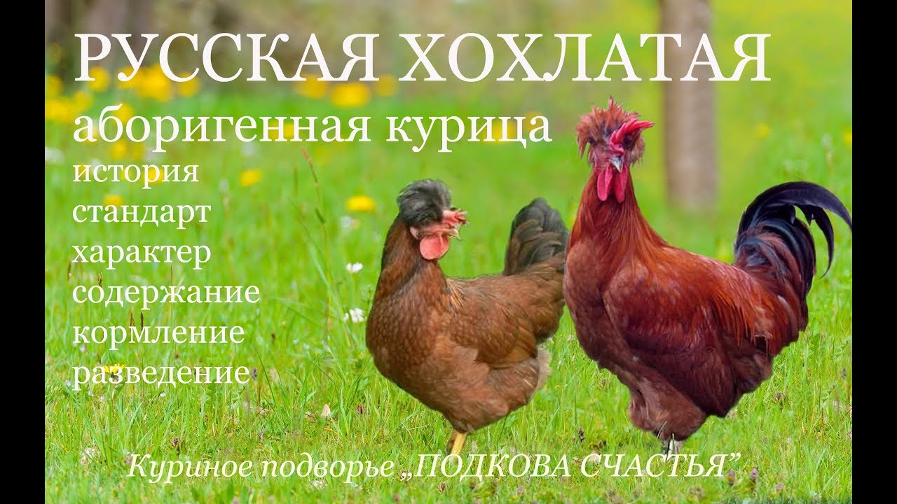 Характеры кур