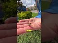 Why a Bee Dies After It Stings You #viralvideo #funny #viral