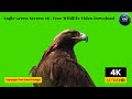 Eagle Green Screen 4K | Free Wildlife Video Download