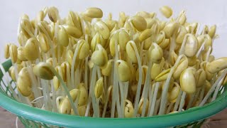 Cara Membuat Toge Sederhana dari Kacang Kedelai