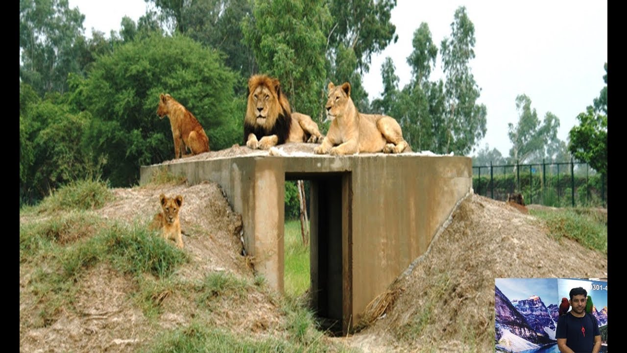 SAFARI PARK LAHORE YouTube SAFARI PARK LAHORE YouTube