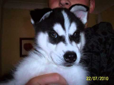 Sky - Our lovable Siberian Husky Puppy to Adult - YouTube