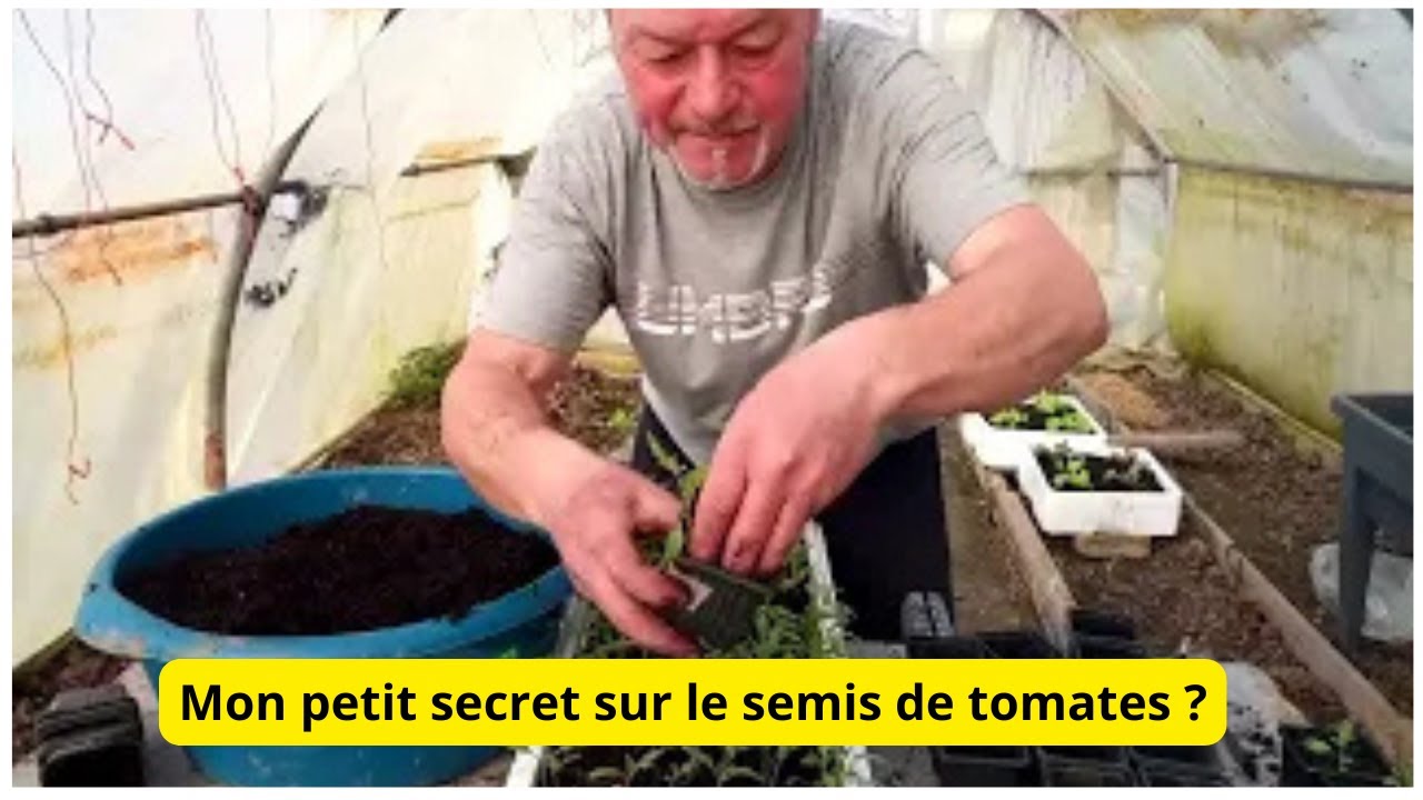 Mon secret pour avoir de beaux pieds de tomates ! redif cause travaux