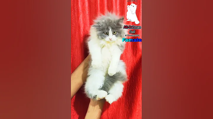 Watch the video about Grey and white persian cat for sale 8754452506 #persiancat #cat #catbreed#persiancatforsale#catlover