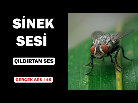 Gerçek Sinek Sesleri | Yüksek Kalite | Rahatsız Edici Ses Deneyimi! 4K