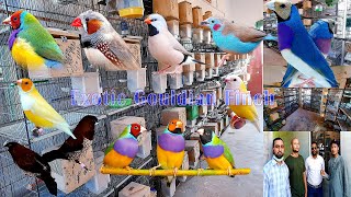Exotic Gouldian Finches Setup