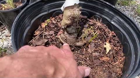 V7_Talking Trees with Lee (Selecting Nursery Plants)