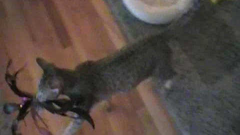 Video 802321: oriental shorthair cat playing, tabby, cat feather