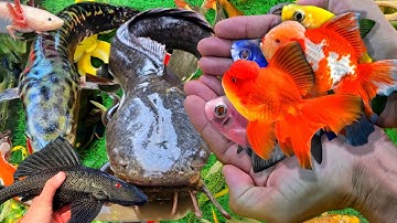 Video Bắt Cá Cảnh Đẹp Trong Ao Nhỏ, Cá Bảy Màu, Cá Chép Phụng, Cá Koi, Cá Vàng