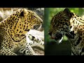 Jaguar vs Macan Tutul | Mari Kita Bandingkan!