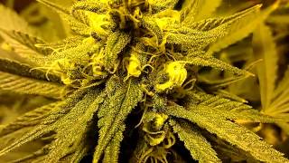 Day 37 update medical grow