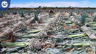 Harvesting Millions Of Tons Of AGAVE To Produce Amazing Tasting TEQUILA