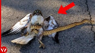 Hawk Face Its Worst Nightmare.. It Becomes the Prey by WildLife Tales 846 views 9 months ago 8 minutes, 13 seconds