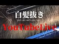 【白髪抜き動画】YouTube白髪抜きLive