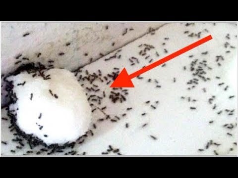 تخلص من النمل في دقيقة واحدة مع عدم عودته مرة أخرى Youtube