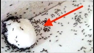 تخلص من النمل في دقيقة واحدة مع عدم عودته مرة أخرى
