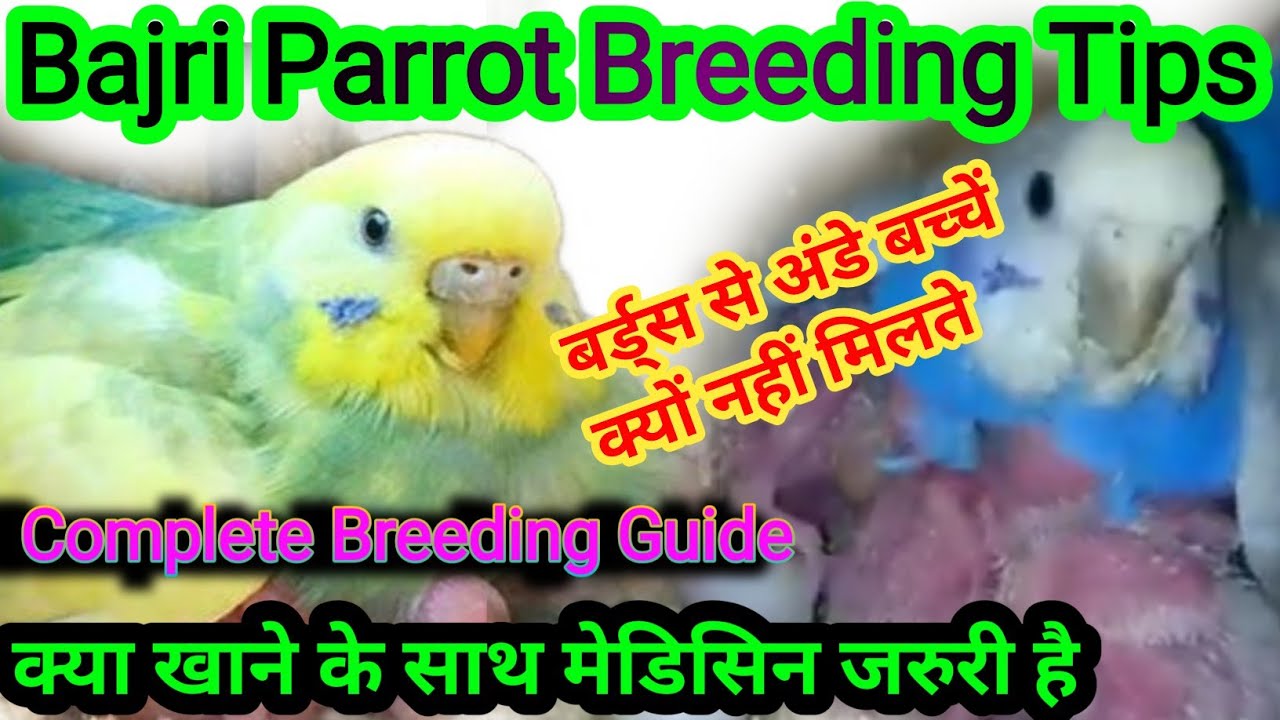Budgies Best Breeding Tips Parrot Bird Breeding Tips All Birds