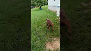 Robersons Prince. Hit That Like On , Dont Forget To Subscribe. Apbt