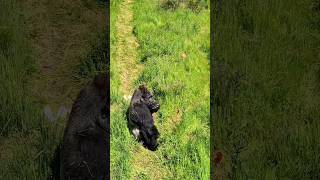 This Silverback Is Enjoying His Lunch In The Garden! #Gorilla #Asmr #Mukbang #Eating