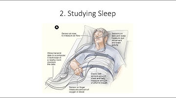 12.2. Studying Sleep,  Fundamentals of Cognitive Neuroscience Course, Session 12, Part 2