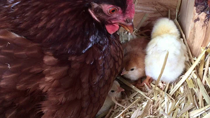 New Baby Chicks