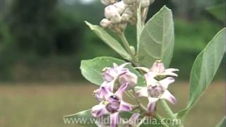 Colotropis procera or Akra