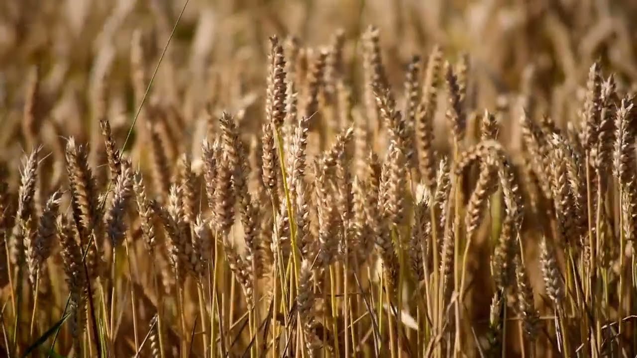 Wheat Field in the Wind 🌾🍃 | 1 Hour Gentle Breeze Sounds for Sleep, Study, Relaxation & Focus
