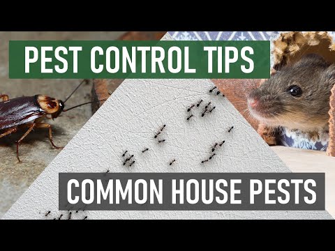 3 Common House Pests & How to Deal With Them