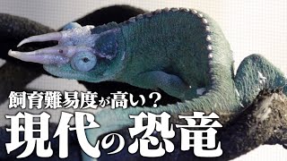 3本のツノが生えたカメレオンを飼育するイケメン格闘家 訪問撮影in関東 Youtube