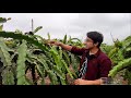 EL CULTIVO DE PITAHAYA ROJA Y AMARILLA en la Costa Peruana💚 😱DRAGON FRUIT 🌵 un cultivo prometedor🌄