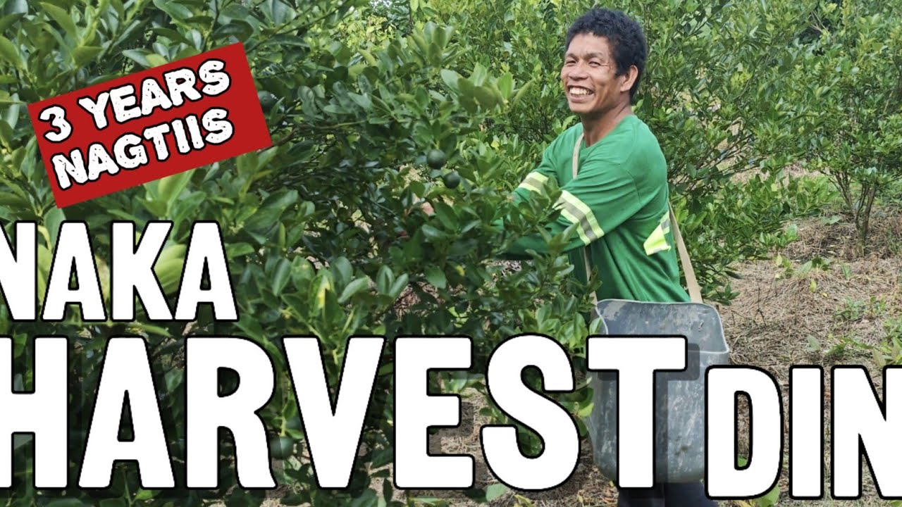 Calamansi farming: Naka-harvest din sa wakas sa loob ng 3 years