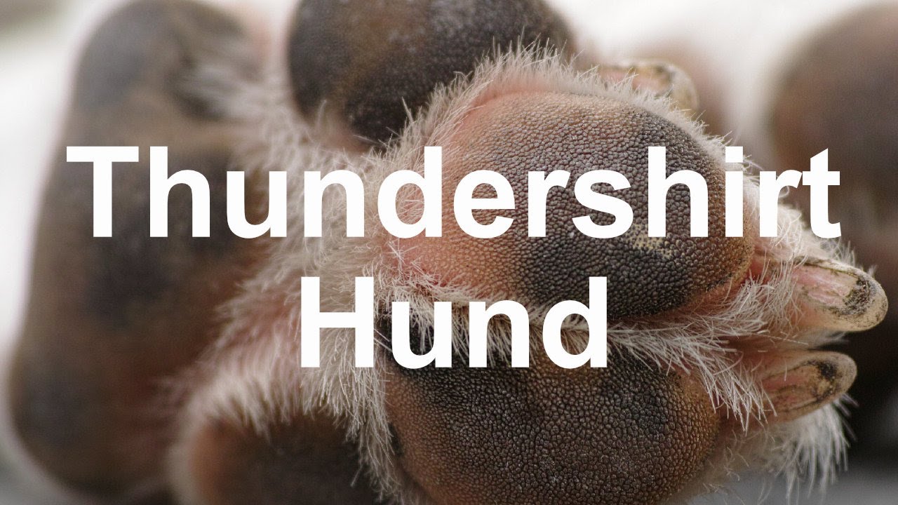 Thundershirt Hund YouTube