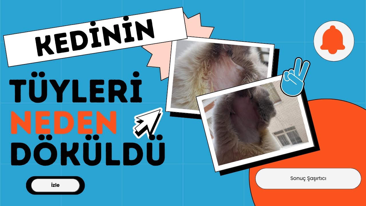 Kedide Tüy Dökülmesinin Sebebi Herkesi Şaşırttı - Addison Hastalığı