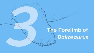 Paulwin the Dakosaurus 3: The Forelimb | Learn to Draw Marine Animals with ZHAO Chuang