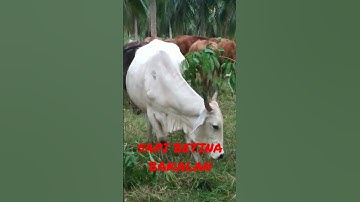 SAPI BETINA LEMBU BRAHMAN BAKALAN #shorts #sapi #lembu