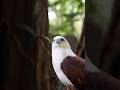 The Rare Beauty of Albino Red-Tailed Hawks! 🦅 #NatureRarity #shorts