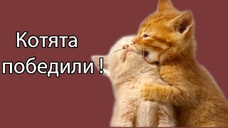 Котята победили !