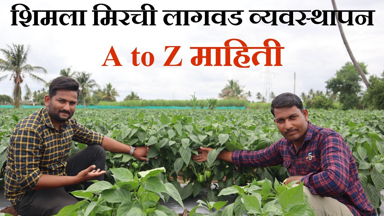 शिमला मिरची लागवड करायची आहे तर हा व्हिडिओ नक्की पहा! लागवडीविषयी सविस्तर माहिती!