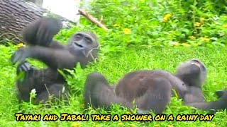 Tayari 和Jabali 雨天洗澡😆🤣💦#Djeeco#ゴリラ#迪亞哥#金剛猩猩#taipeizoo #gorilla #台北市立動物園20240529#3