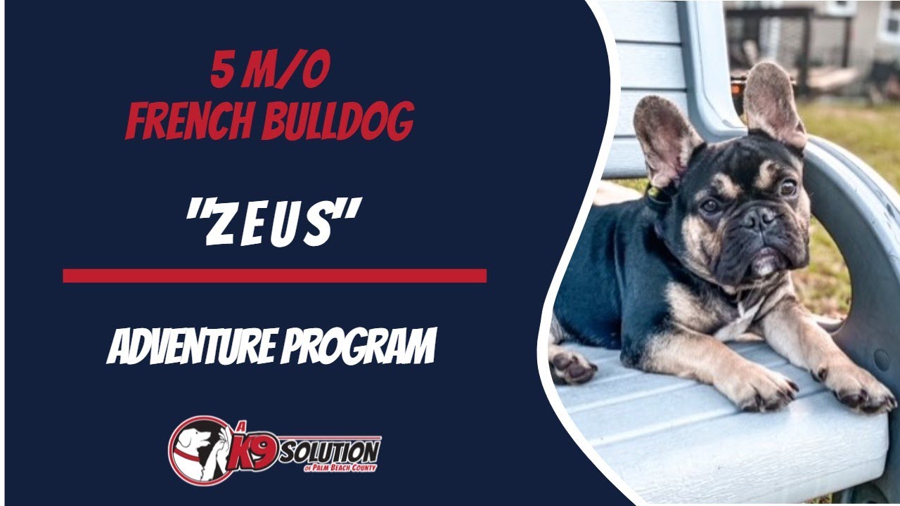 🐶Dog Trainers Palm Beach County / Dog Training Palm Beach County 🦮