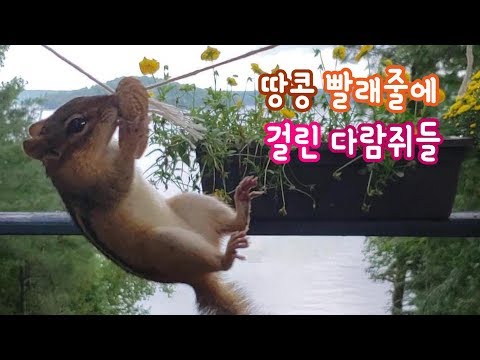 [<strong>ENG</strong>] 땅콩빨래줄에 걸린 다람쥐들 Chipmunk <strong>Hanging</strong> On Peanut String